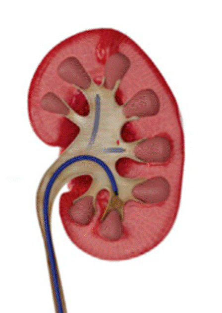 A diagram of a kidney

AI-generated content may be incorrect.
