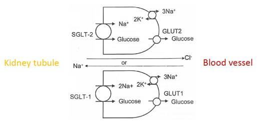 A diagram of a glucose reaction

AI-generated content may be incorrect.